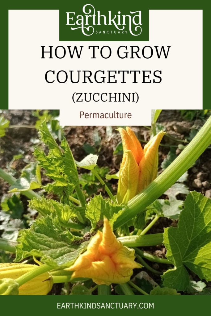 how to grow courgettes

