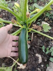 How To Grow Courgettes (Zucchini)