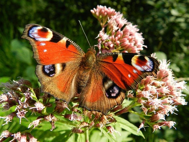get more butterflies in the garden
